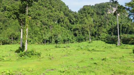 Illegale-Abholzung-Und-Zerstörung-Von-Indigenem-Land-Und-Unberührter-Artenvielfalt-Und-Monokultur-Im-Tropischen-Regenwald
