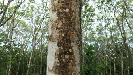 Hevea-Brasiliensis,-Pará-Gummibaum,-Sharinga-Baum,-Seringueira-Gummibaum,-Gummipflanze,-Baumstammrinde,-Latex-Zapfproduktion