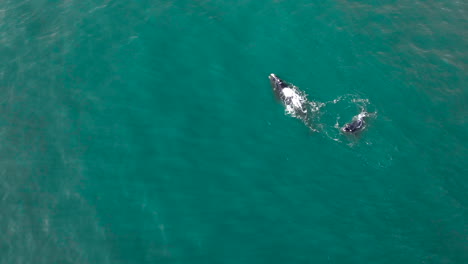 Southern-right-mom-with-white-blaze-spouting-and-playful-whale-calf