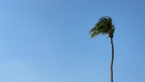 Gentle-breeze-blowing-on-a-tropical-palm-tree-against-blue-sky