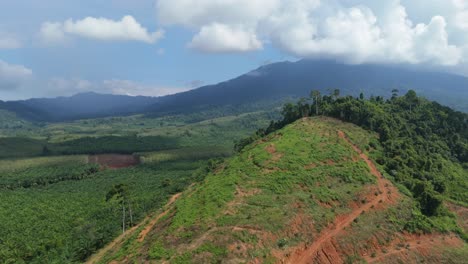 Illegal-Deforestation-Destruction-of-Forest-for-Developing-Agricultural-Land,-Land-Development-for-Elaeis-Guineensis-Palm-Vegetable-Oil-Plantations