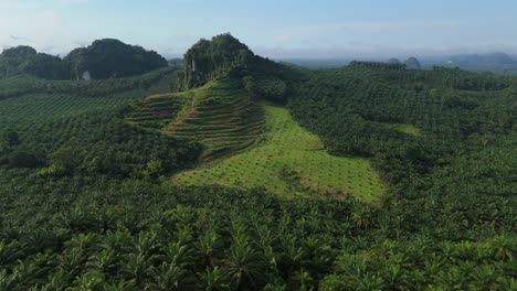 Fresh-Planted-Oil-Palms,-Young-and-Old-Trees-of-Oil-Palm-Plantation,-Palm-Oil-Production-of-Palm-Kernel-Oil-Sustainable-Monoculture,-Agricultural-Land-Development-and-Destruction