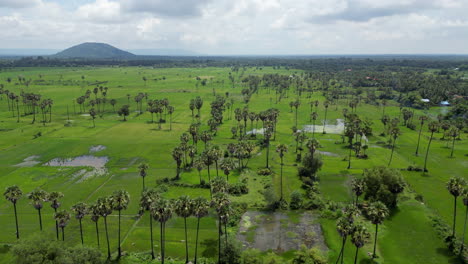 Flache-Kambodschanische-Reisfelder-Von-Links-Nach-Rechts-Mit-Drohne-In-Der-Nähe-Von-Siem-Reap