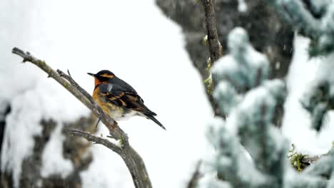 Varied-thrush-on-a-branch-in-a-snow-storm