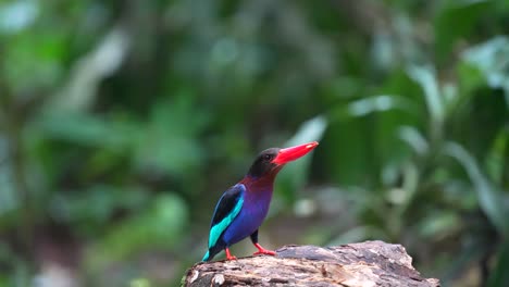 a-Javan-kingfisher-bird-standing-on-a-log-is-eating-greedily