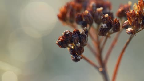 Angelica-wild-flower-shook-by-the-breeze,-rugged-leaves,-macro-view-of-a-plant