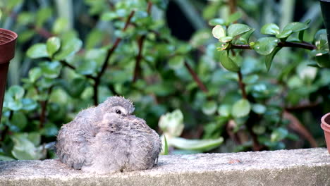Fluffy-down-feathers-of-newborn-laughing-dove-flutters-in-breeze,-telephoto