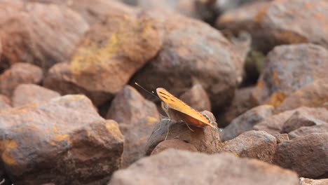 Beautiful-butterfly-relaxing-on-rocks-