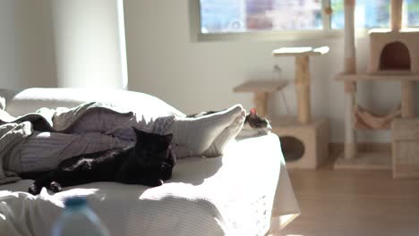 Katze-Schläft-Drinnen-Zu-Hause-Und-Sitzt-Auf-Der-Couch