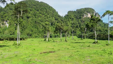 Illegale-Abholzung-Von-Wäldern,-Umwandlung-In-Ölpalmenplantagen,-Landwirtschaftliche-Landschaftsgestaltung-Und-Landentwicklung