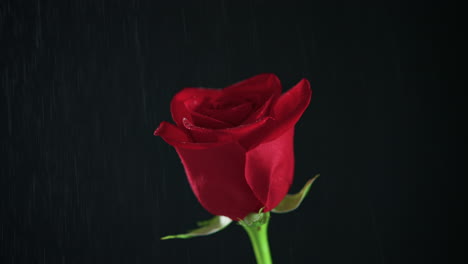 Single-red-rose-on-a-black-background-being-misted-slow-motion-close-up