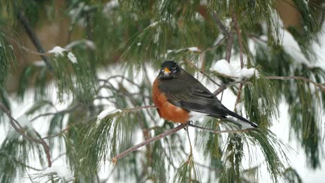 An-American-robin-in-a-tree-during-a-snow-storm-in-winter
