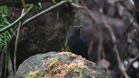 Ein-Javanischer-Pfeifdrosselvogel-Frisst-Raupen,-Die-Auf-Einem-Felsen-Verstreut-Sind