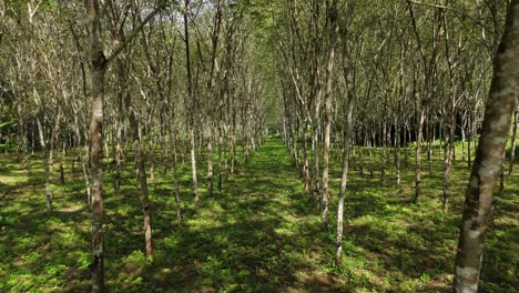 Monoculture-Rubber-Tree-Plantation-Trees-in-a-Row,-Latex-Production-Hevea-Brasiliensis,-Cash-Crop-Prices-Export-Product-South-East-Asia-Agriculture-Economy-Productivity