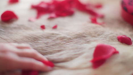 Woman-rubs-hands-over-white-fur-with-rose-petals-in-slow-motion-close-up