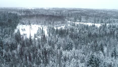 Drone-flight-over-a-winter-snowy-landscape-with-pine-trees-and-meadows