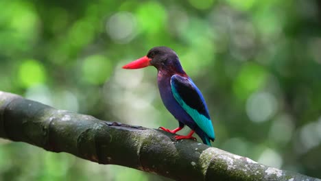 a-Javan-kingfisher-bird-was-perched-on-a-branch-in-the-bright-sunlight,-then-flew-away