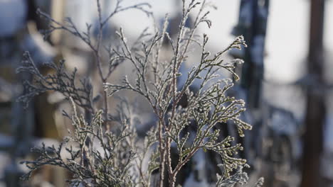 close-up-of-the-vegetation-in-a-valley-full-of-snow-in-winter
