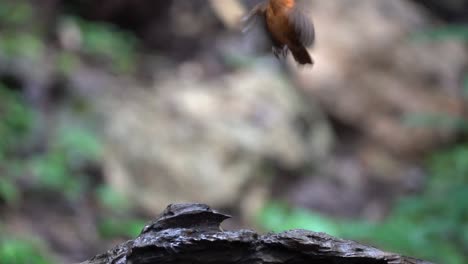 a-Javan-black-capped-babbler-bird-on-a-black-tree-with-its-beak-carries-a-termite,-then-jumps-up-tp-grab-another-termite