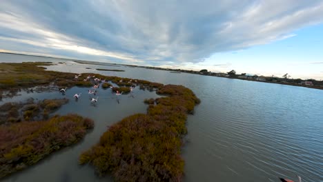 Flamingos-in-flight-over-Camargue-wetlands---Aerial-FPV-drone-fly-over