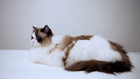 Ragdoll-cat-chilling-and-looking-around-on-the-table,-purebred-bicolour-kitten,-fluffy-beautiful-pet-with-big-eyes,-domestic-breed,-unique-animal,-furry-friend