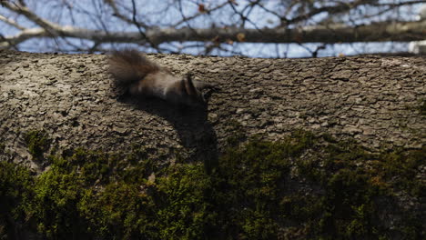 Squirrel-moving-across-a-tree-trunk,-in-small-jumps