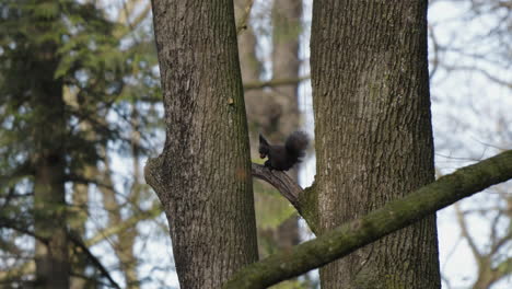 Squirrel-sits-on-branch-and-prepares-to-eat,-looks-around,-then-moves-behind-the-tree-trunk