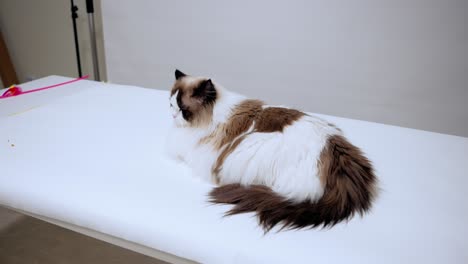 Beautiful-Ragdoll-cat-relaxing-on-the-table-in-a-studio,-shy-bicolour-young-kitten,-unique-purebred-pet,-domestic-breed,-therapy-animals,-emotional-support,-wide-angle-shot,-fluffy-soft-cat