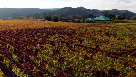 low-aerial-push-in-on-colorful-yellow,-orange,-red-vineyard-leaves-in-a-beautiful-Napa-Valley-winery