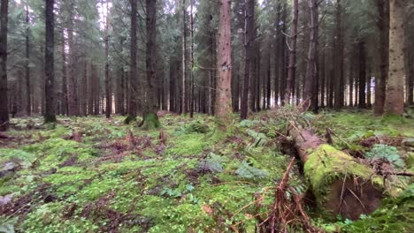 Dense-conifer-forest-with-fallen-tree-and-moss-covered-forest-floor