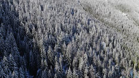 Aerial-view-of-snowy-green-coniferous-trees-in-beautiful-forest-on-sunny-winter-day
