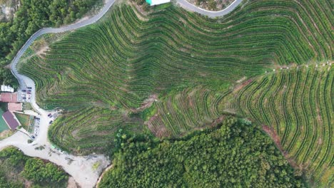 Slow-aerial-ascend-over-green-hillside-vineyard-and-building-complex-in-Albania
