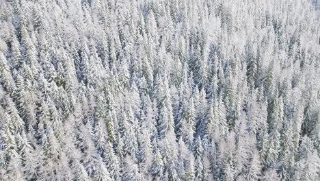 Frosty-and-snowy-coniferous-trees-tops-in-forest-on-sunny-winter-day---aerial-drone-close-up-view