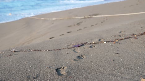 Footprints-on-the-tropical-beach-in-the-sand-leading-to-the-ocean-shore-in-Mexico