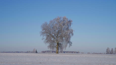 Wunderschöne-Symmetrische-Landschaft-Eines-Einsamen-Trockenen-Baumes-Mitten-In-Einem-Tal-Im-Winter-Voller-Schnee-Mit-Einem-Wunderschönen-Blauen-Himmel-Im-Hintergrund
