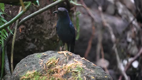 a-blue-Javan-whistling-thrush-bird-is-eating-caterpillars-scattered-on-a-rock