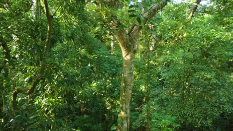 Vista-A-Través-De-Una-Densa-Y-Exuberante-Vegetación-En-La-Selva-Tropical-Sudamericana.