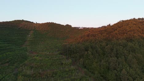 Flying-over-green-vineyard-hillside-plantation-during-golden-hour,-Albania