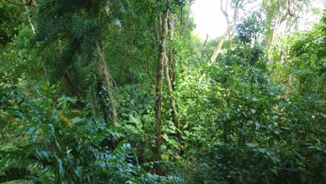 Fliegen-Sie-Zwischen-Der-Atemberaubenden-Artenvielfalt-Von-Pflanzen-Und-Bäumen-In-Minca,-Kolumbien