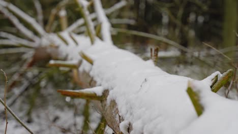 Umgestürzter-Baum-Am-Wintertag-Im-Wald-Mit-Schnee-Bedeckt