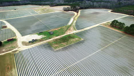 Drone-shot-of-a-strawberry-farm