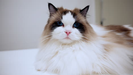 Beautiful-ragdoll-cat-staring-into-the-camera-with-her-big-blue-eyes,-kitten-with-soft-fur-lying-on-the-table,-pink-nose,-whiskers,-purebred-pet,-domestic-breed,-furry-friend,-emotional-support-animal
