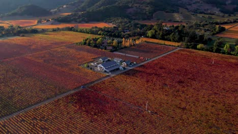 Slow-aerial-reveal-pull-back-shot,-showcasing-orange,-red,-yellow-autumn-leaves-on-vineyard-vines-in-the-Napa-Valley-California