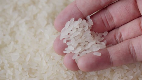 Die-Hand-Pflückt-Ungekochte-Reiskörner-Von-Einem-Stapel