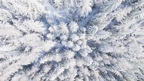 Aerial-top-down-view-of-frosty-coniferous-trees-covered-by-snow-in-forest-on-beautiful-sunny-winter-day
