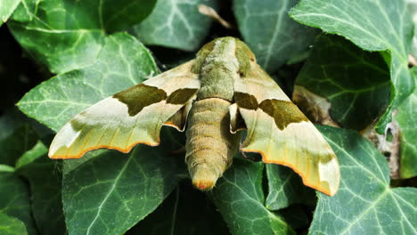 Close-up-zoom-in-shot-of-Lime-Hawk-Moth-resting-on-green-foliage