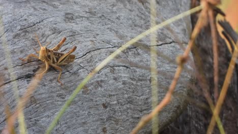 Grasshopper-relaxing-on-tree---wings-