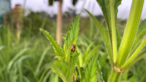 Ladybug-or-ladybird-beetle-on-the-green-grass-leaves