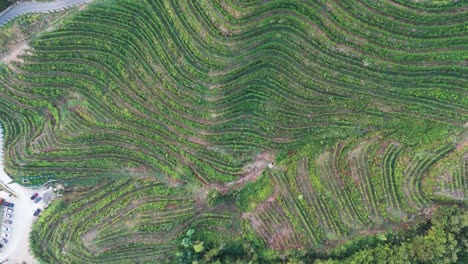 Flying-above-green-vineyard-plantation-on-rugged-hillside-land,-Albania