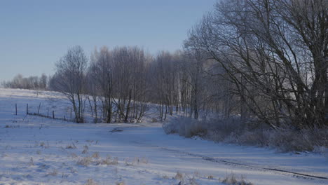 Maravilloso-Paisaje-De-Una-Colina-En-Lituania-Llena-De-árboles-Secos-En-Invierno-Rodeada-De-Nieve,-Frío-Y-Un-Cielo-Azul-Durante-El-Día